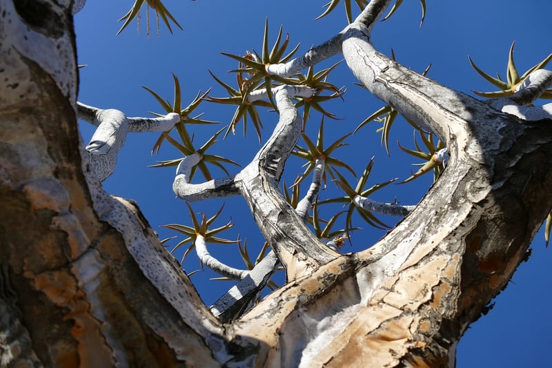 Quiver Tree